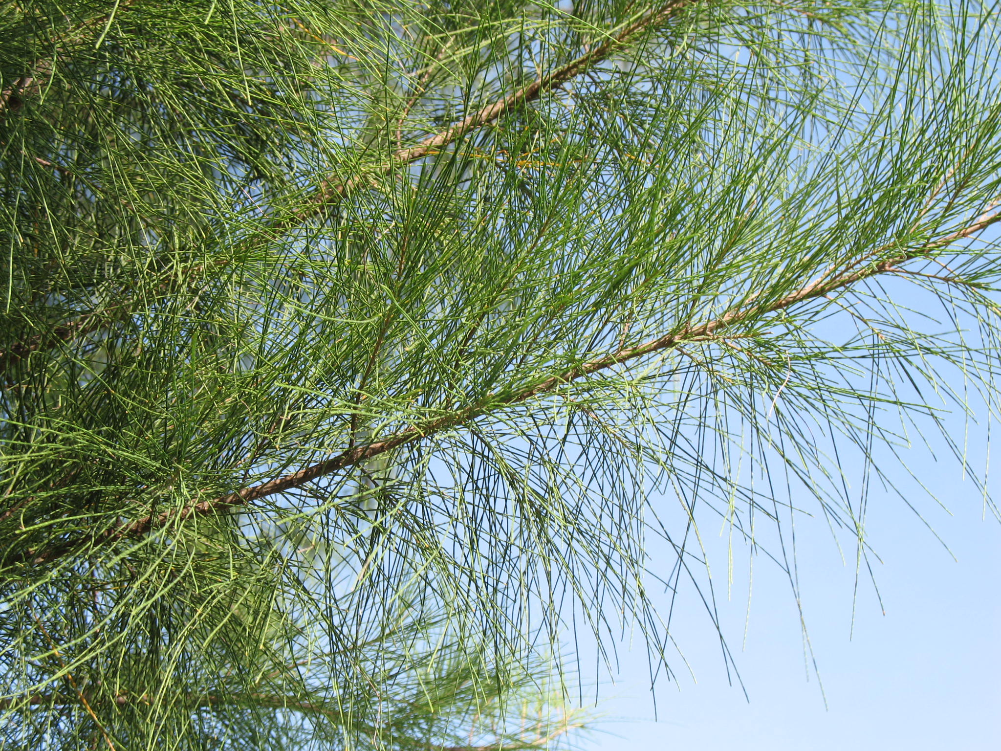 Казуарина Casuarina